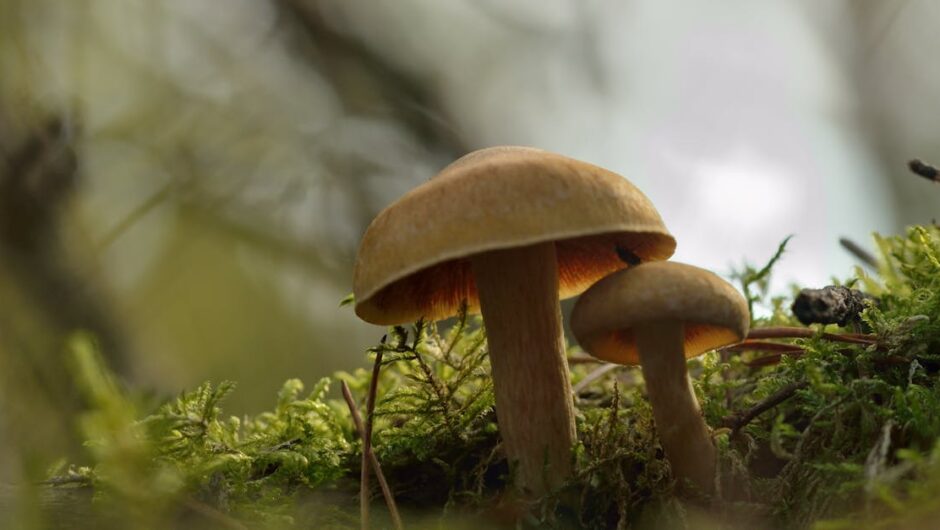 Mycelium w domu: akustyczne meble z grzybni DIY – ciche, lekkie i kompostowalne