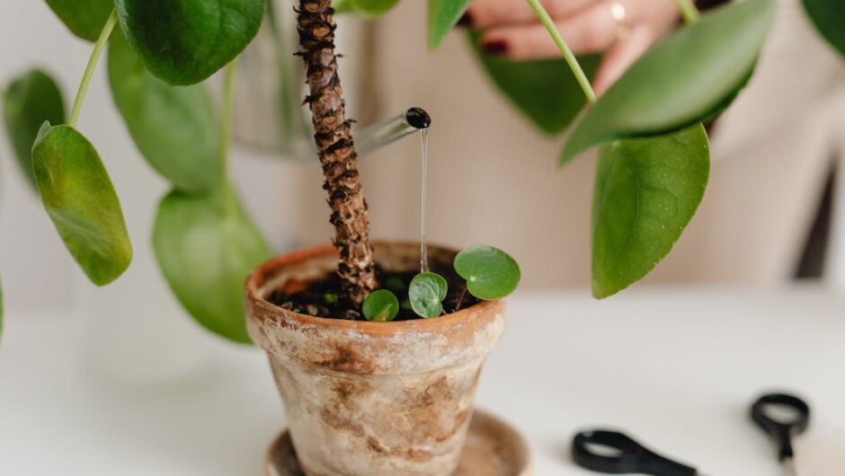 Pasywna zielona ściana bez prądu – grawitacyjny ogród pionowy, który sam się nawadnia i poprawia mikroklimat